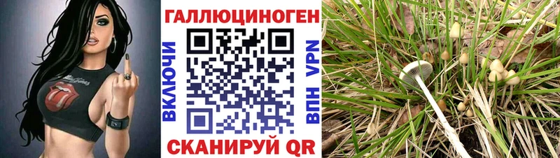 Псилоцибиновые грибы Psilocybe  Старая Купавна 